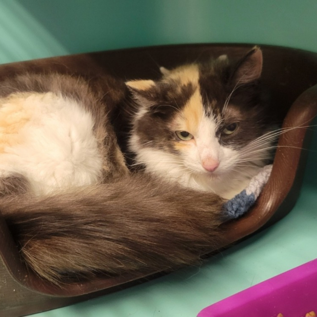 Sacha - Chat Européen à adopter