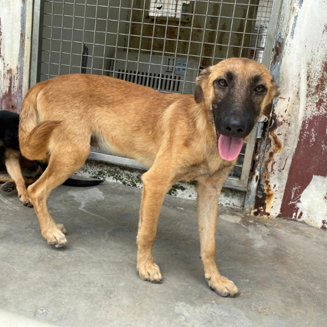 Nino - Chien à adopter