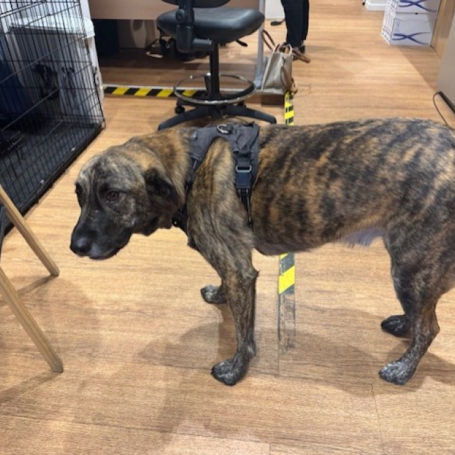 Seven - Chien à adopter