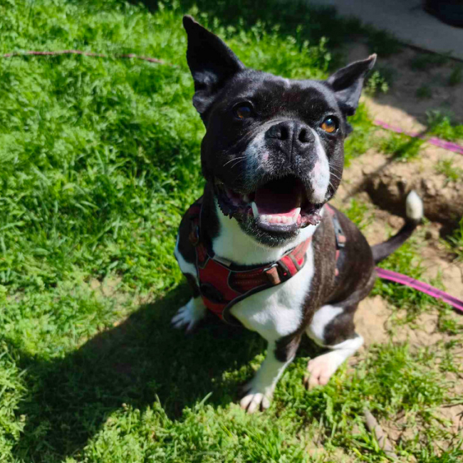 Doug - Chien à adopter