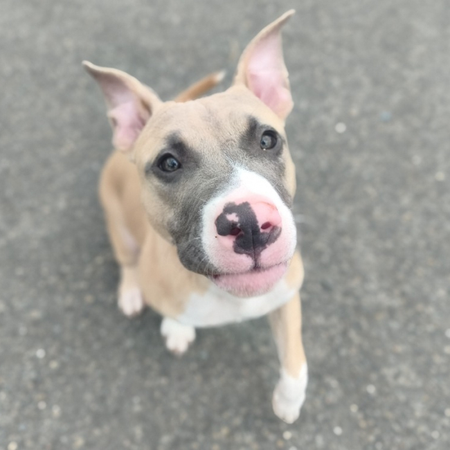 Linkin - Chien à adopter