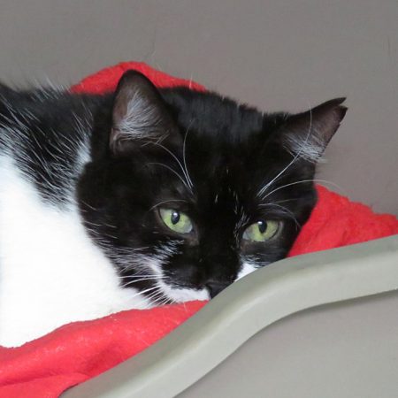 Lina - Chat Européen à adopter