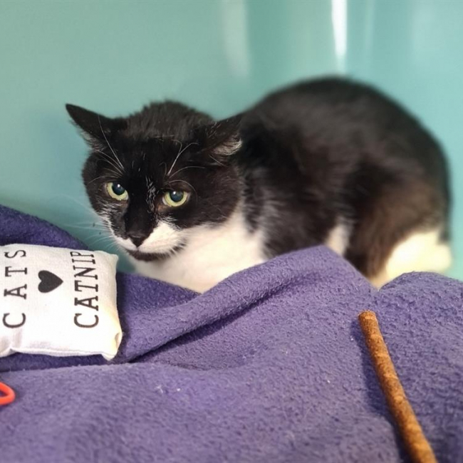 Lina - Chat Européen à adopter