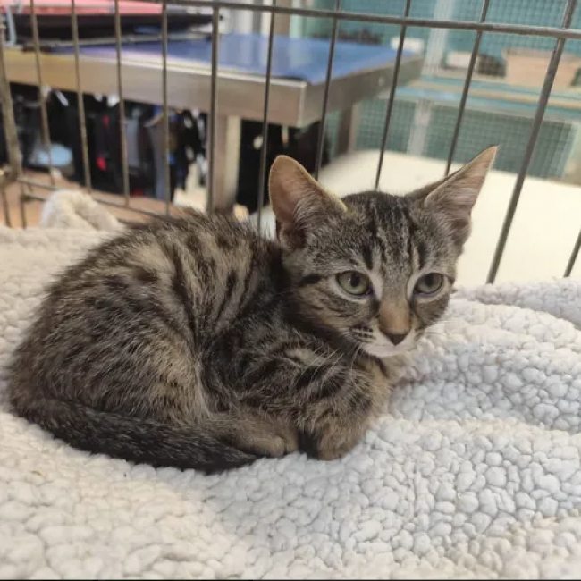 Stiles - Chat Européen à adopter