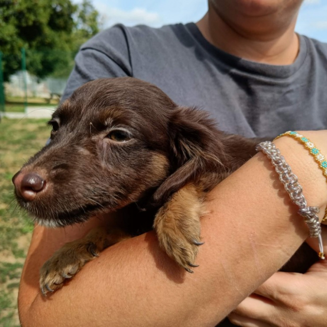 Loupita - Chien Berger à adopter