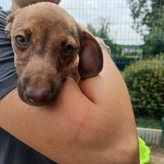 Sasi - Chien Berger à adopter