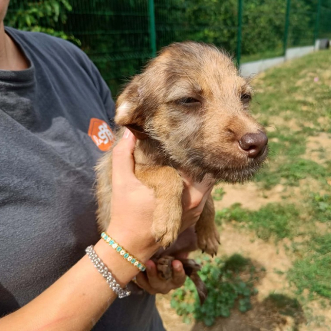 Ratis - Chien Berger à adopter