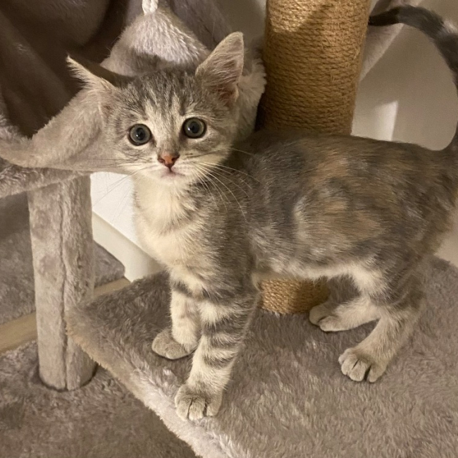 Disney - Chat Européen à adopter