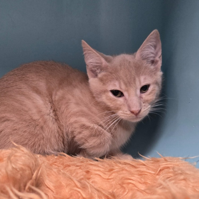 Kiwi - Chat Européen à adopter