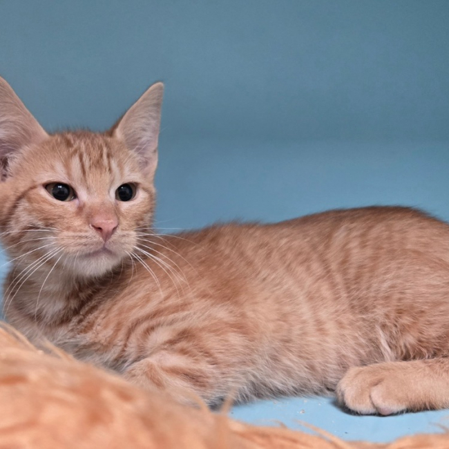 Kaki - Chat Européen à adopter