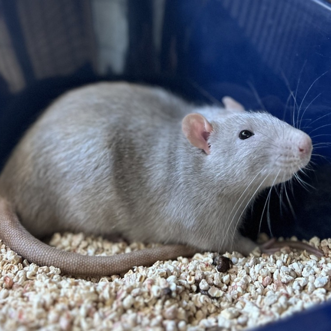 Hernandez - Rongeur Rat à adopter