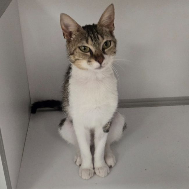 Victoria - Chat Européen à adopter