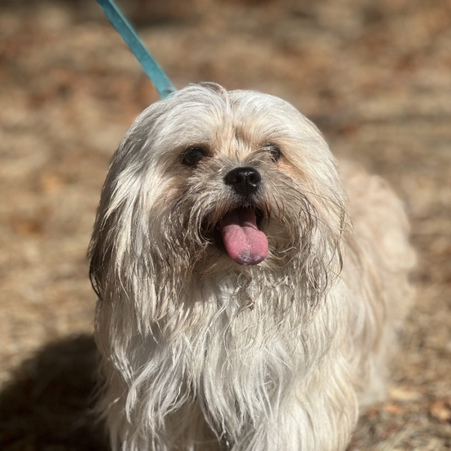 Bazou - Chien à adopter