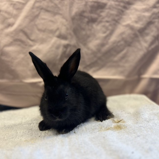 Ronce - Rongeur Lapin à adopter