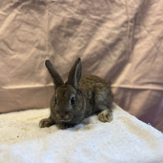 Rumex - Rongeur Lapin à adopter