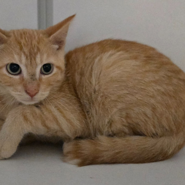 Quinou - Chat Européen à adopter