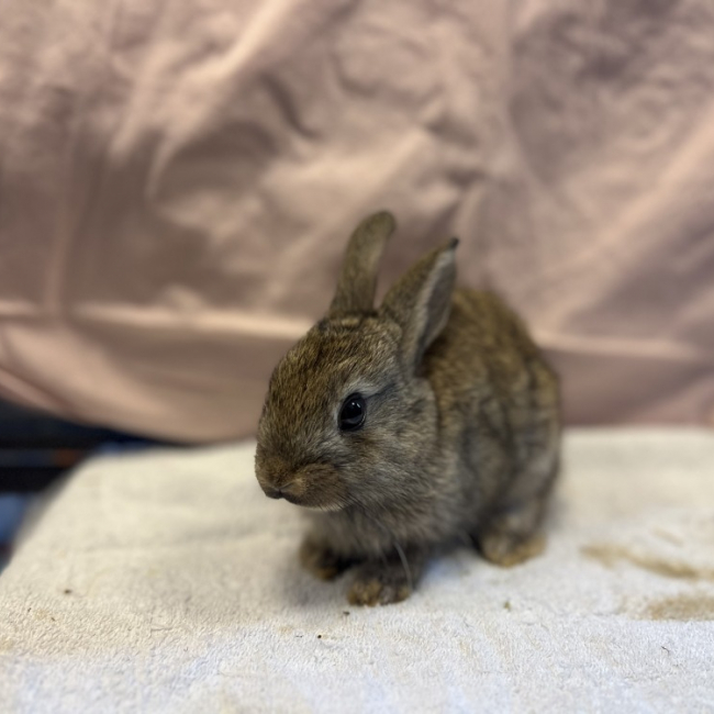 Plantain - Rongeur Lapin à adopter