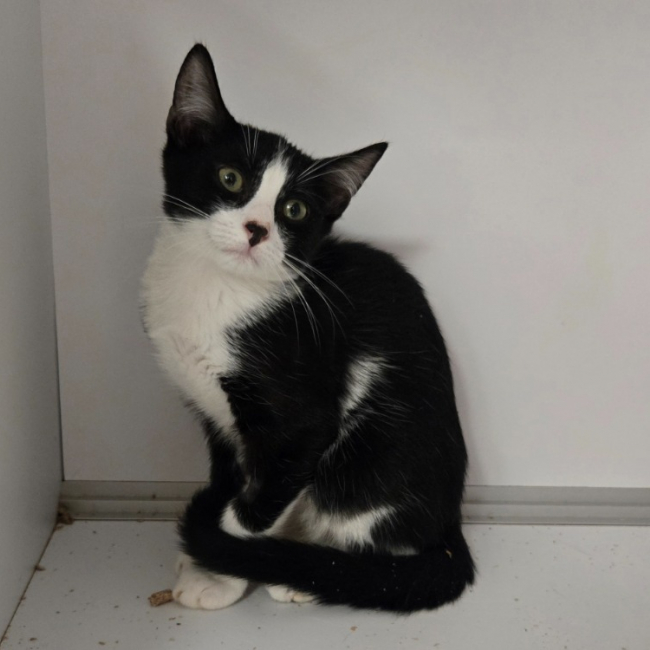 Pollux - Chat Européen à adopter