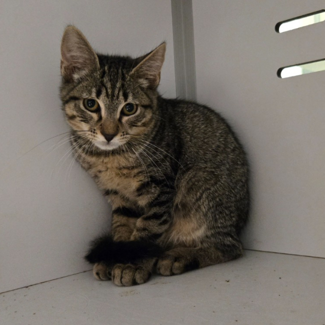 Maxou - Chat Européen à adopter