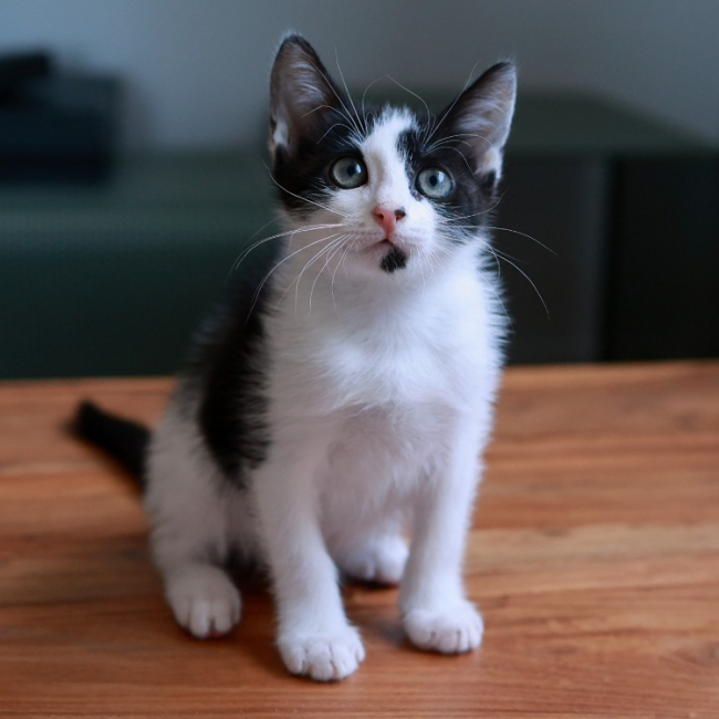 Emmy - Chat Européen à adopter