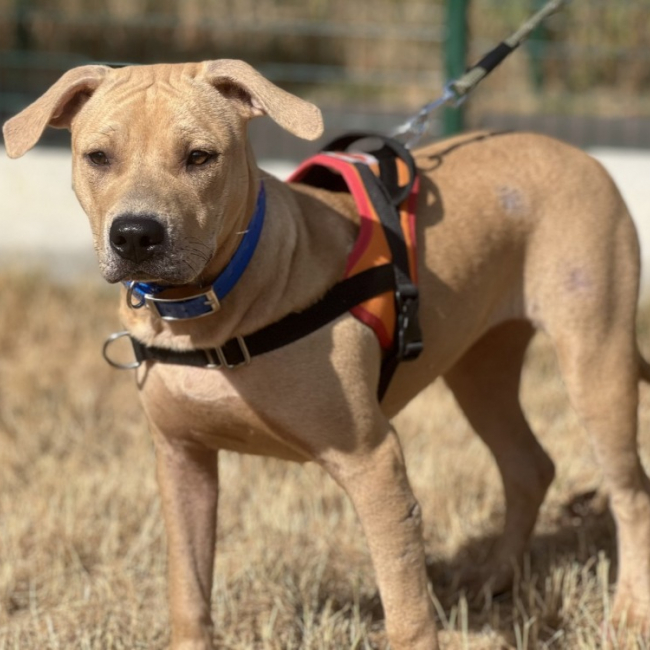 Delice - Chien à adopter