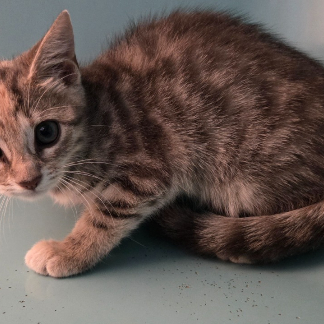 Indiana - Chat Européen à adopter