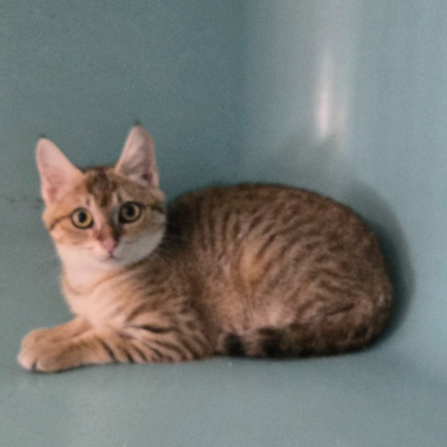 Charme - Chat Européen à adopter