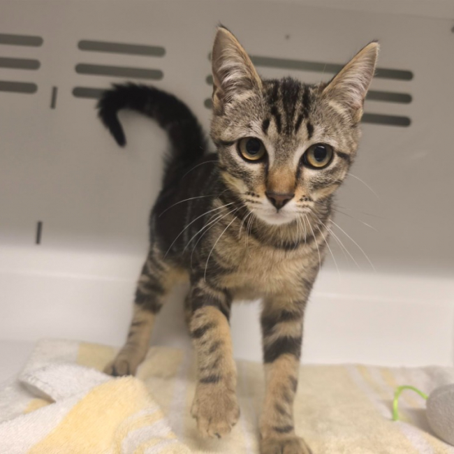 Iris - Chat Européen à adopter