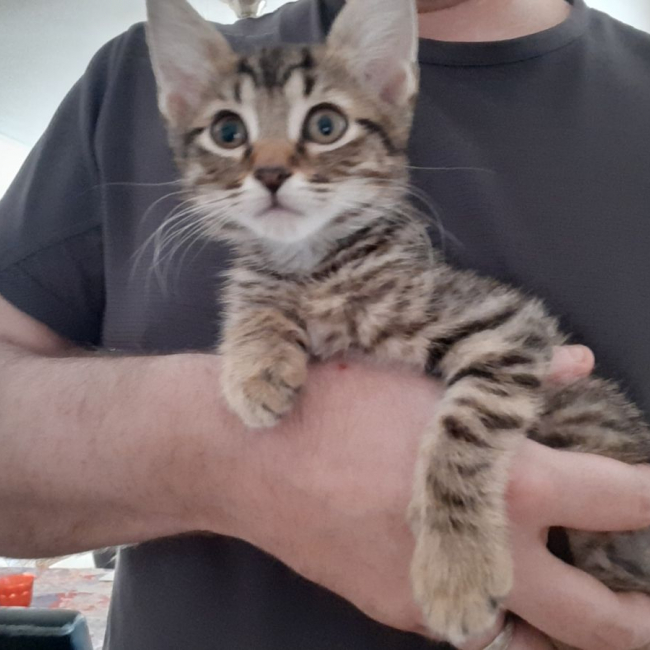 Félix - Chat Européen à adopter