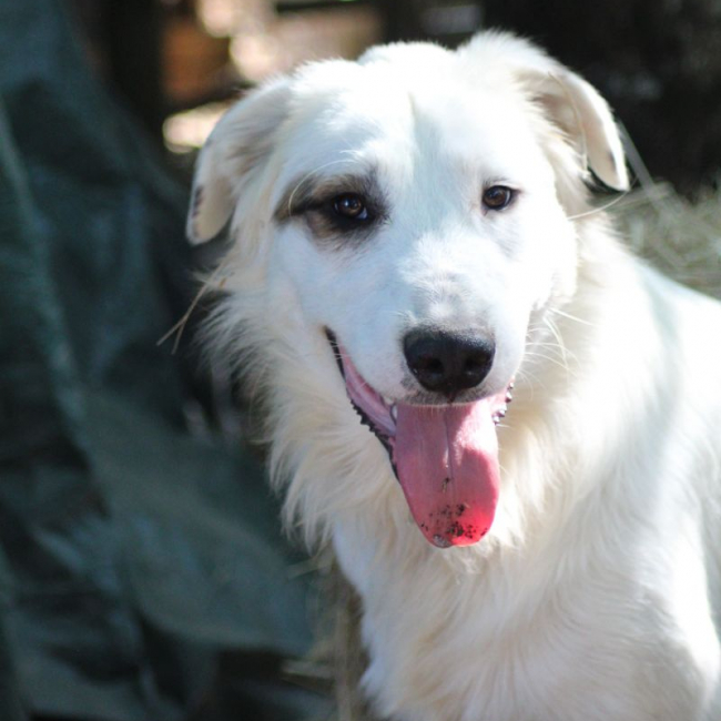 Arouk - Chien Chien de montagne des Pyrénées x Border Collie à adopter