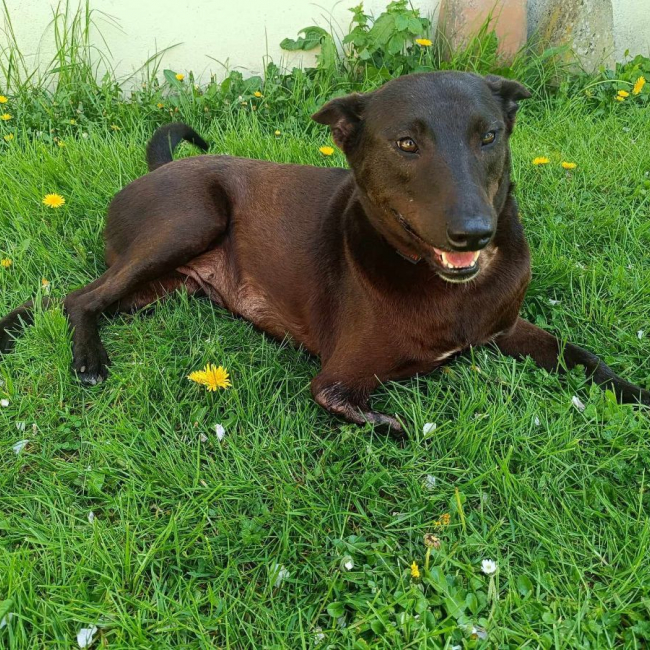 QAMAR - Chien à adopter