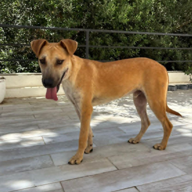 BILLY - Chien à adopter