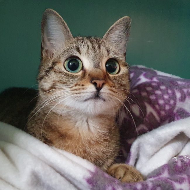 Rossini - Chat Européen à adopter
