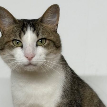 Queeny - Chat Européen à adopter