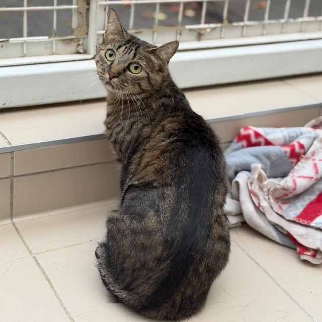 Mimi