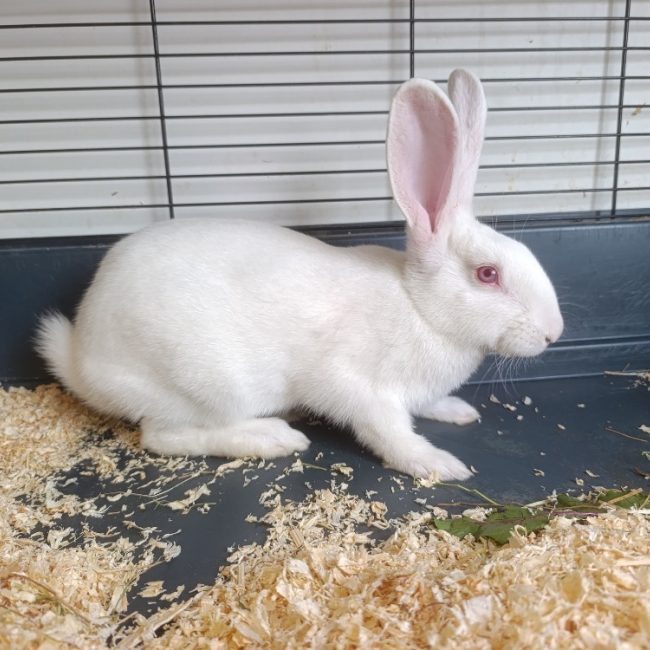 Follower - Rongeur Lapin à adopter