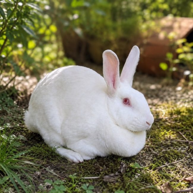 Naoko - Rongeur Lapin à adopter