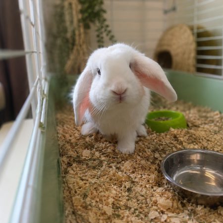 Silver - Rongeur Lapin à adopter