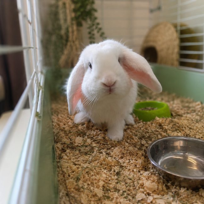 Silver - Rongeur Lapin à adopter