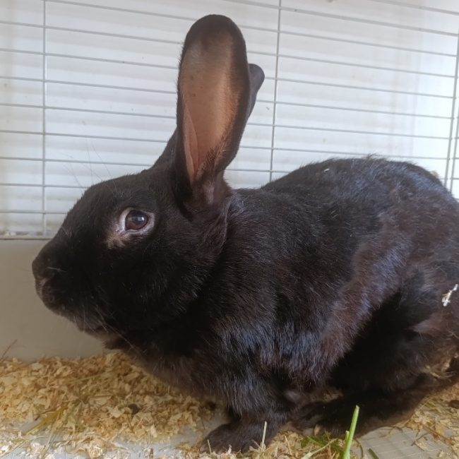 Shadow - Rongeur Lapin à adopter