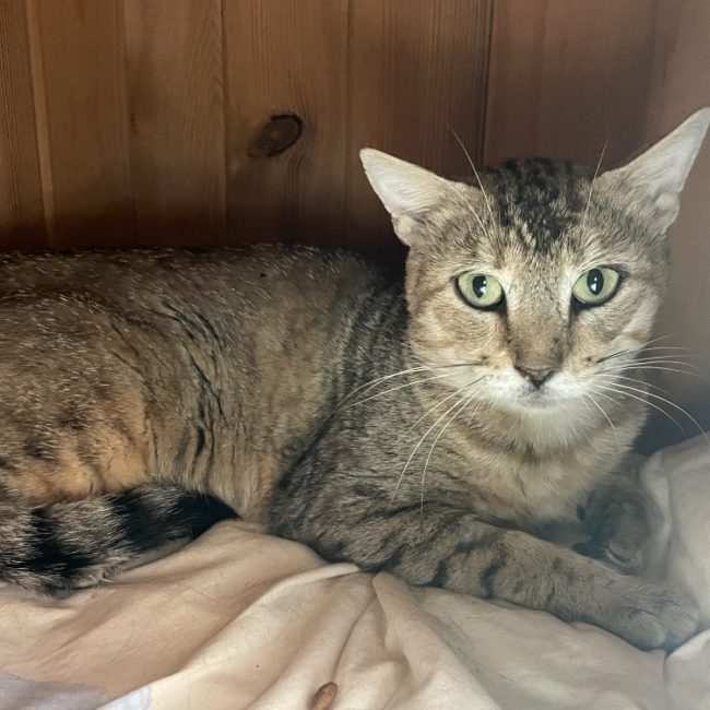 Kulm - Chat Européen à adopter