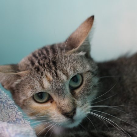 Cleo - Chat Européen à adopter