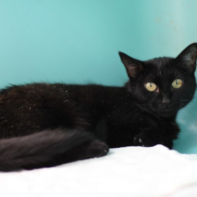 Bagheera
