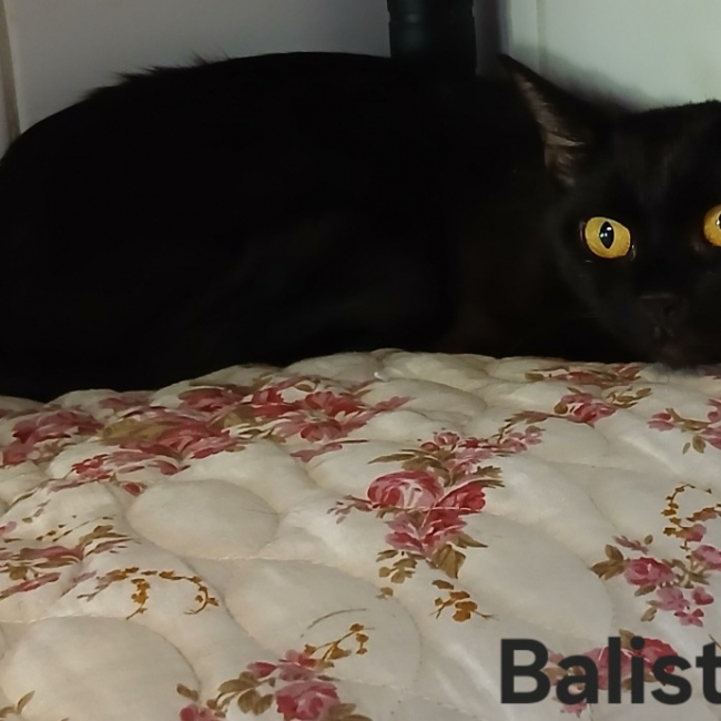 Balista