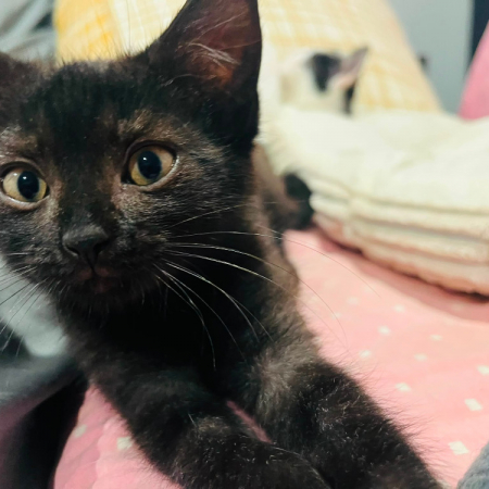 Lydia - Chat Européen à adopter