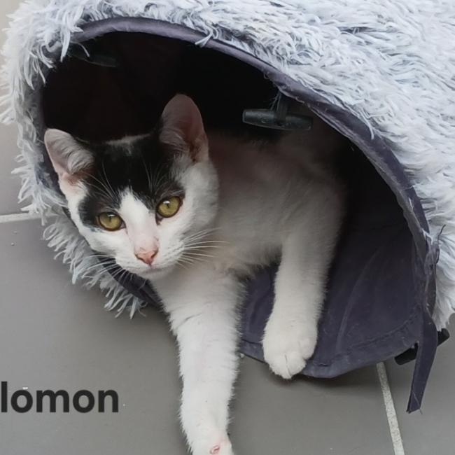 Salomon