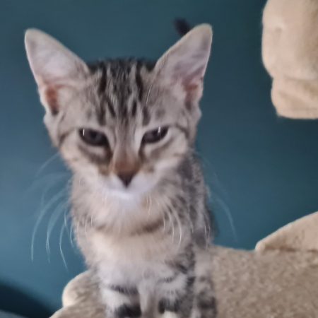 Zelda - Chat à adopter