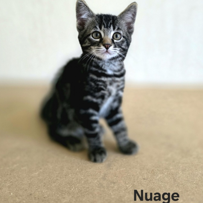 Nuage