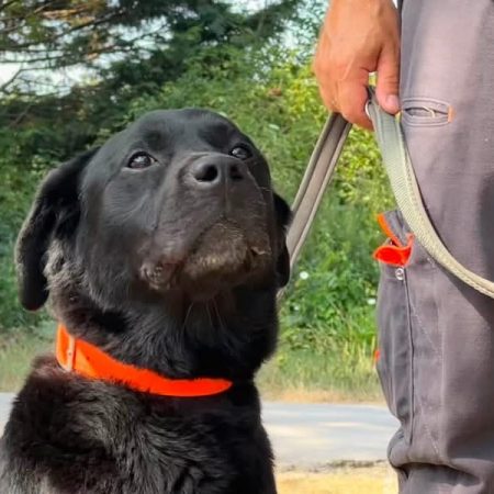 Nemo ex napoleon des adrilines d opale - Chien à adopter
