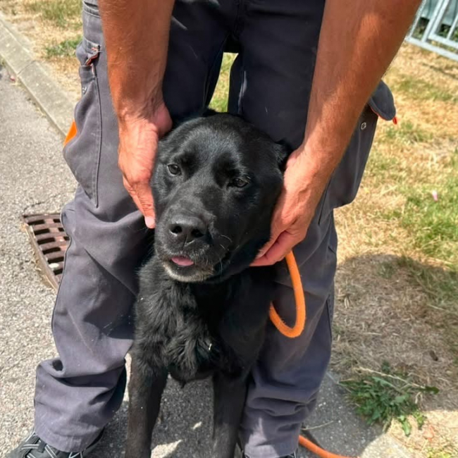 Nemo ex napoleon des adrilines d opale - Chien à adopter